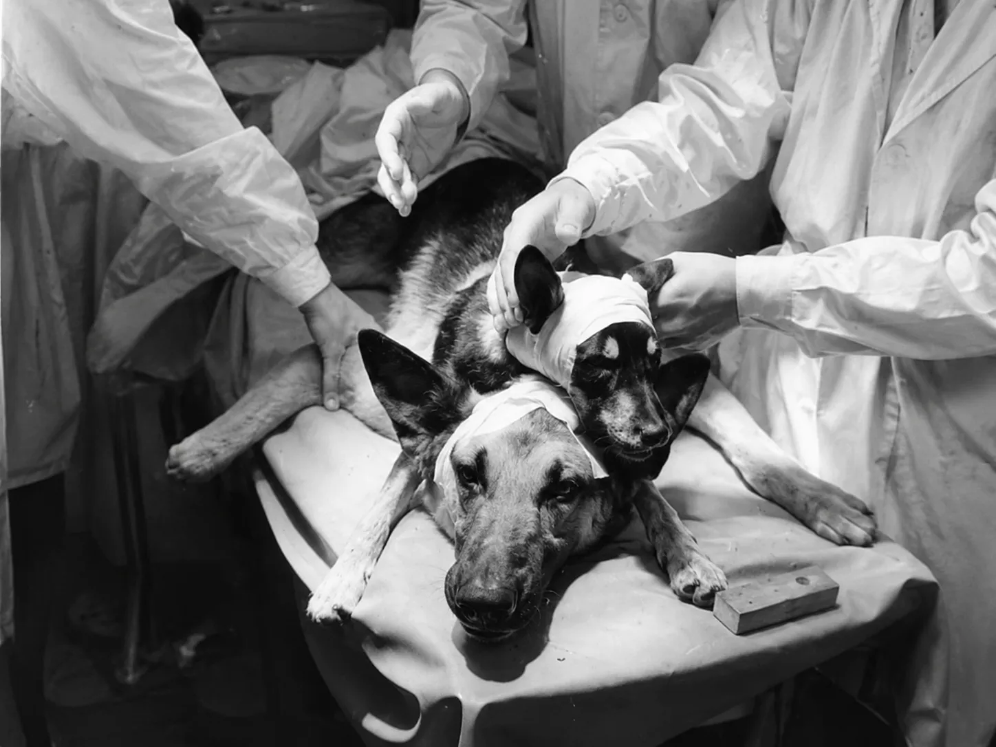 two-headed dog experiment