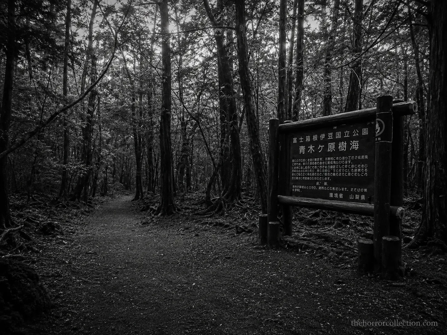 Aokigahara-Forest Aokigahara Forest most haunted places in the world