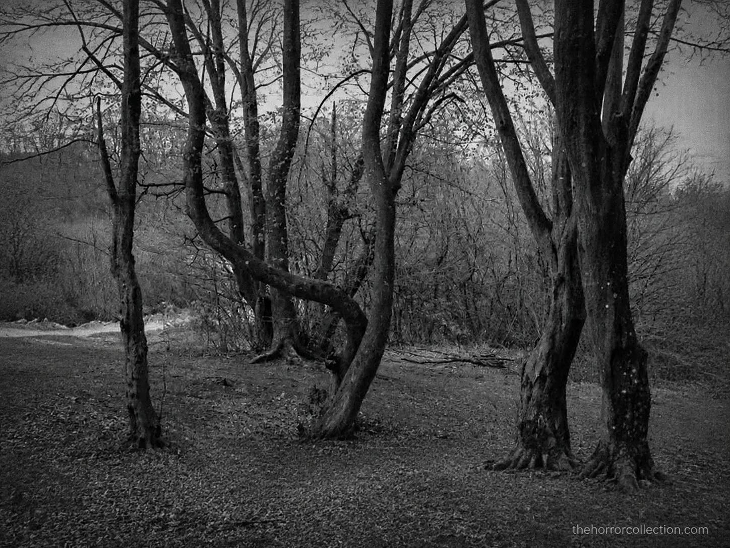 Hoia-Baciu-forest most haunted places in the world: Hoia Baciu forest